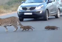 Photo of video | Scenă emoționantă pe o șosea din Africa. Momentul în care o mamă leopard își învață puii să traverseze strada