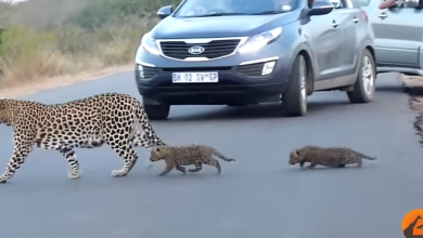 Photo of video | Scenă emoționantă pe o șosea din Africa. Momentul în care o mamă leopard își învață puii să traverseze strada
