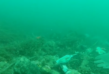 Photo of video | Coronavirusul afectează oceanele? Măștile și mănușile de unică folosință ar putea distruge viața maritimă