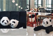 Photo of foto | „Ia masa cu un ursuleț panda”. Soluția ingenioasă aplicată într-un restaurant din Thailanda, pentru ca oamenii să nu se simtă singuri