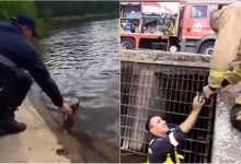 Photo of video | Eroii adevărați salvează nu doar oameni, ci și… rățuște. Pompierii au scos mai mulți puișori dintr-un canal