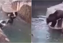 Photo of video | Un bărbat în stare de ebrietate a încercat să înece un urs de la zoo. Aceasta nu este prima tentativă de acest gen a individului