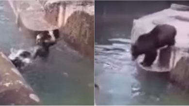 Photo of video | Un bărbat în stare de ebrietate a încercat să înece un urs de la zoo. Aceasta nu este prima tentativă de acest gen a individului