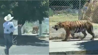 Photo of video | Momentul în care un bărbat a prins cu lasoul un tigru care se plimba pe străzi