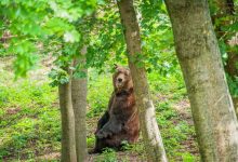 Photo of foto | Ursuleții de la Grădina Zoologică din capitală își schimbă „casa”. Cum se adaptează aceștia în noul adăpost?