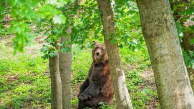 Photo of foto | Ursuleții de la Grădina Zoologică din capitală își schimbă „casa”. Cum se adaptează aceștia în noul adăpost?