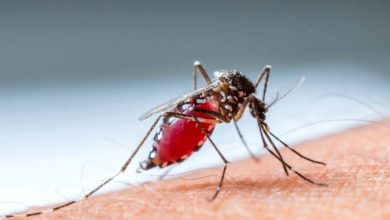 Photo of Ai obosit să stai cu ochii în patru pentru a alunga toți țânțarii? Iată câteva remedii naturale pentru înțepăturile lor