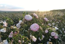 Photo of foto | Fă-ți fotografii, simte puterea naturii și adună trandafiri! Un câmp imens de flori te așteaptă în apropierea Chișinăului