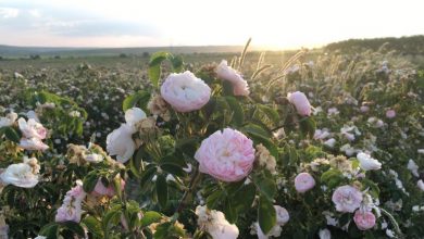 Photo of foto | Fă-ți fotografii, simte puterea naturii și adună trandafiri! Un câmp imens de flori te așteaptă în apropierea Chișinăului