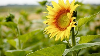 Photo of R. Moldova a devenit principalul exportator de semințe de floarea soarelui pe piața UE