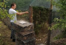Photo of foto | 500 de pui de fazan au fost aduși din Ungaria în Moldova pentru a completa resursele de vânătoare