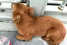 Photo of foto | Poveste care te lasă fără cuvinte. Un cățel își așteaptă de câteva zile stăpânul pe un pod, dar… în zadar