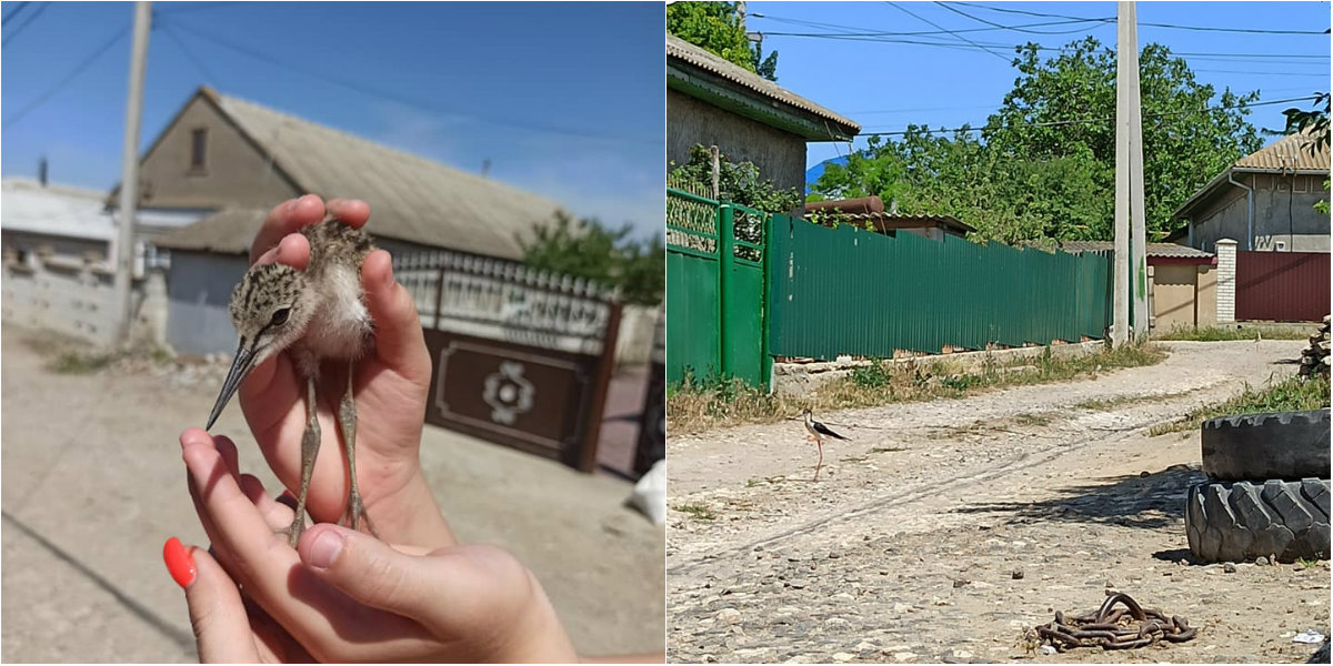 Photo of foto | Au trăit o zi plină de aventuri, iar apoi s-au întors la cuibul părintesc. Patru pui ai unei păsări rare, salvați de o femeie din Comrat