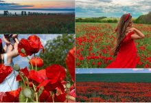 Photo of foto | Petalele roșii au dansat „de mână” cu rochiile și zâmbetele moldovencelor. Călătoriile în lanurile de maci – surprinse în fotografii de poveste