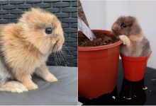 Photo of foto | S-a născut diferit, dar adorabil. Un iepuraș fără urechiușe învață cum e să fii „leu”