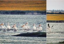 Photo of foto, video | Sute de pelicani s-au stabilit pe lacul din satul Congaz. Păsările sunt incluse în Cartea Roșie