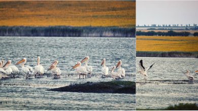 Photo of foto, video | Sute de pelicani s-au stabilit pe lacul din satul Congaz. Păsările sunt incluse în Cartea Roșie
