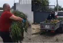 Photo of video | Un bărbat, suspectat de cultivare și creștere a drogurilor la Varnița. Poliția a depistat un lan impunător de cânepă