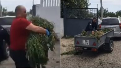 Photo of video | Un bărbat, suspectat de cultivare și creștere a drogurilor la Varnița. Poliția a depistat un lan impunător de cânepă