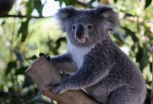 Photo of Sute de ursuleți koala riscă să rămână fără „casă”. În locul pădurii va apărea o carieră de piatră