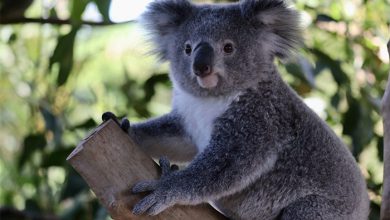 Photo of Sute de ursuleți koala riscă să rămână fără „casă”. În locul pădurii va apărea o carieră de piatră