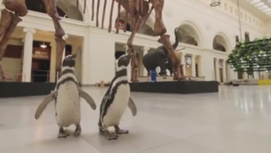 Photo of video | Doi pinguini au petrecut o zi la muzeu ca să își cunoască strămoșii. Ar fi rude îndepărtate cu T-Rex