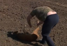 Photo of video | A strigat disperată, cerând ajutor. O căprioară a fost salvată după ce a căzut într-o fântână de doi metri