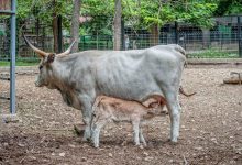 Photo of Copiii din familii social vulnerabile vor beneficia de excursii gratuite la Grădina Zoologică din Chișinău