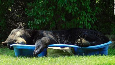 Photo of video | S-a relaxat și a dormit într-o piscină pentru copii. Întâmplarea femeii care a fost „vizitată” de un urs negru