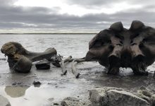 Photo of foto, video | Descoperire spectaculoasă în Rusia. Un pescar a găsit scheletul unui mamut din perioada glaciară