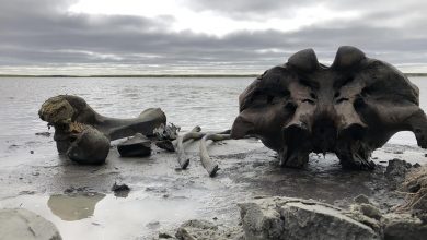 Photo of foto, video | Descoperire spectaculoasă în Rusia. Un pescar a găsit scheletul unui mamut din perioada glaciară