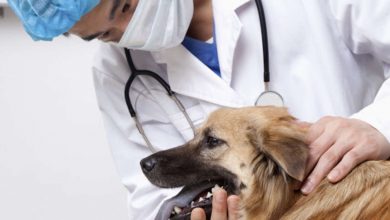 Photo of În Republica Moldova va fi deschis Colegiul Medicilor Veterinari