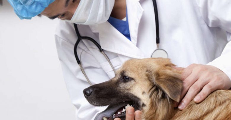 Photo of În Republica Moldova va fi deschis Colegiul Medicilor Veterinari