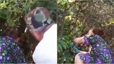 Photo of video | Momentul în care bebelușul abandonat într-o vie din Nisporeni este găsit. Martorii au fost nevoiți să taie tufișurile pentru a-l salva