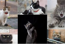 Photo of foto | Carismatice, somnoroase sau îngândurate. Inspirat de pisica sa, un tânăr din Chișinău surprinde felinele din capitală în toată splendoare lor