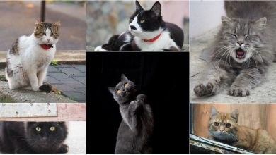 Photo of foto | Carismatice, somnoroase sau îngândurate. Inspirat de pisica sa, un tânăr din Chișinău surprinde felinele din capitală în toată splendoare lor