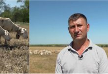 Photo of video | Istorie de succes „Noi și UE”. Stepan Sabia – antreprenor care crește oi de prăsilă „Île-de-France”, unice în Moldova