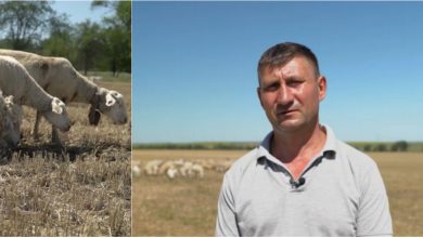 Photo of video | Istorie de succes „Noi și UE”. Stepan Sabia – antreprenor care crește oi de prăsilă „Île-de-France”, unice în Moldova