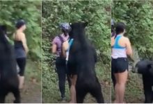 Photo of video | Și el voia să facă selfie! Un urs brun, surprins cum „îmbrățișează” o turistă care se fotografiază