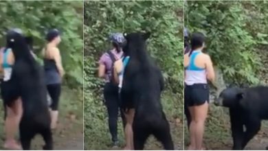 Photo of video | Și el voia să facă selfie! Un urs brun, surprins cum „îmbrățișează” o turistă care se fotografiază