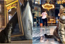 Photo of A fost decisă soarta felinei de la catedrala Sfânta Sofia. Ce se întâmplă cu pisica Gli după transformarea monumentului în moschee?