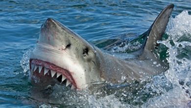 Photo of Un tânăr de 17 ani a fost ucis de un rechin în timp ce făcea surf. Este al cincilea atac mortal de la începutul anului, în Australia