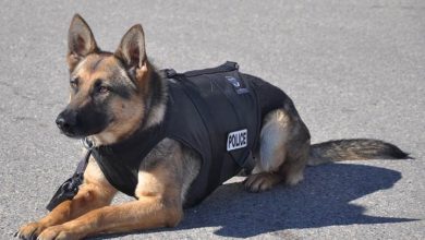 Photo of În loc de arme și droguri, vor căuta oameni infectați. Țara în care câinii Poliției sunt dresați să depisteze bolnavii de coronavirus
