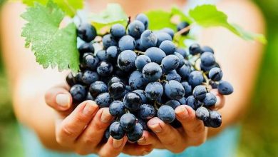 Photo of analiză | Strugurii de masă au ajuns să fie cel mai bine exportați dintre fructele din R. Moldova