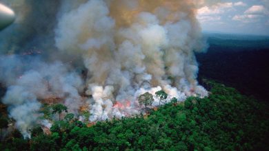 Photo of Pădurea Amazoniană – în continuare distrusă de incendii ilegale. „Strategia guvernului nu este eficientă”