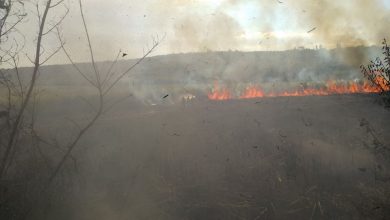 Photo of foto, video | Incendiu de vegetație la Ungheni. Focul a cuprins 70 de hectare și stuful unui lac