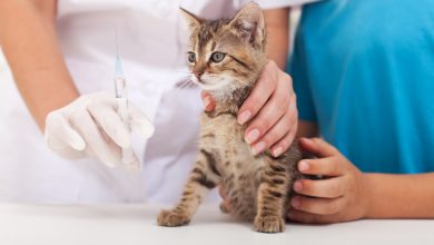 Photo of Autoritățile din capitală vor steriliza gratuit mai multe pisici fără adăpost. Cum puteți programa felinele la procedură?