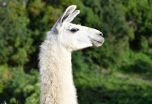 Photo of O lamă ajută cercetătorii să găsească tratament pentru bolnavii de coronavirus. Anticorpii animalelor ar putea fi rezistenți la COVID-19
