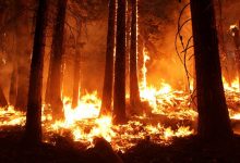 Photo of Dezastrul s-ar putea repeta? Numărul incendiilor din Amazonia a crescut în ultima perioadă