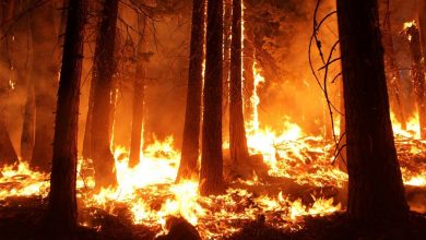 Photo of Dezastrul s-ar putea repeta? Numărul incendiilor din Amazonia a crescut în ultima perioadă